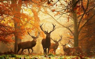 Упражнение 291: выпишите 5 предложений из произведений по литературе