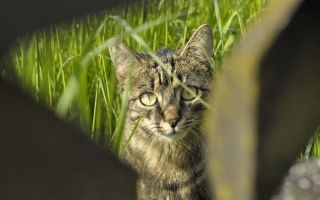 43 Повторение местоимений