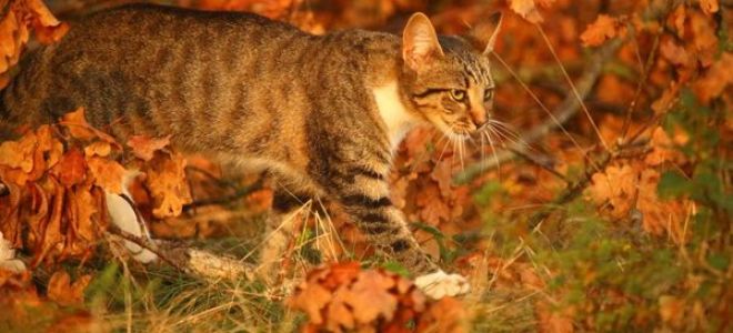 Упражнение 292: Найдите и назовите отрицательные местоимения