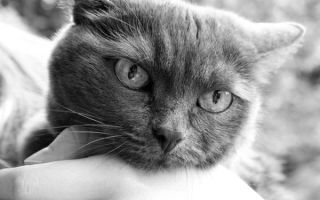 Упражнение 293: прочитайте выразительно, найдите местоимения и задайте вопрос